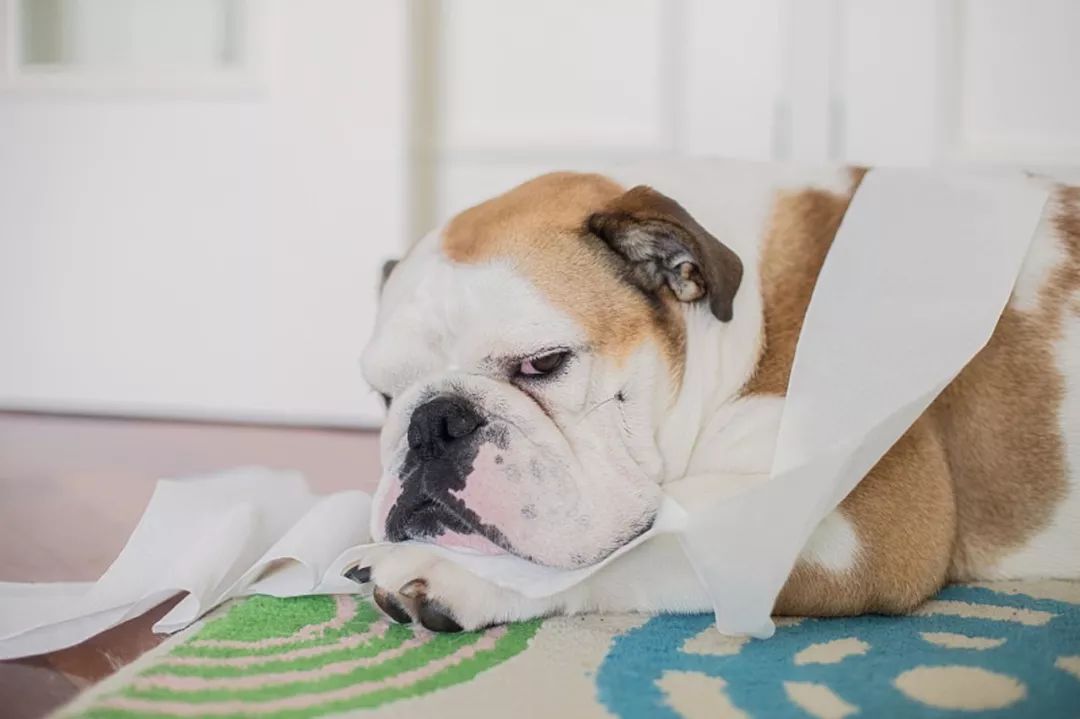 10种狗狗讨厌的行为!你有对狗狗做过吗?