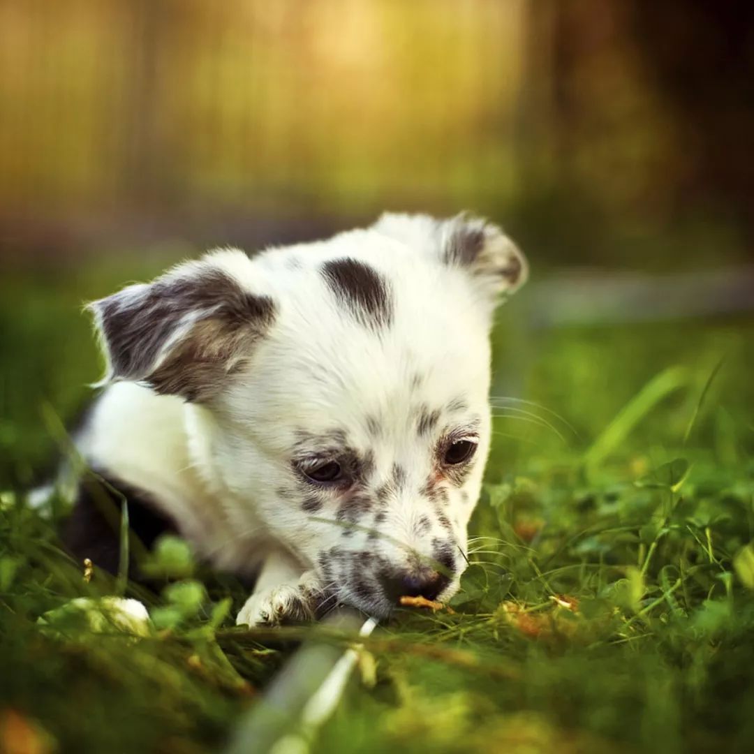 10种狗狗讨厌的行为!你有对狗狗做过吗?