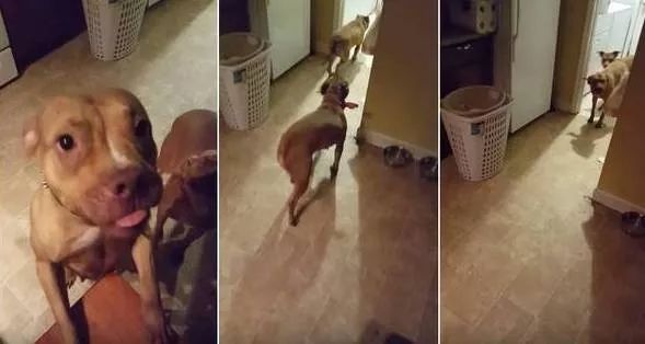 如果有一分钟的时间,让狗狗能听懂你说的话,你会说什么?