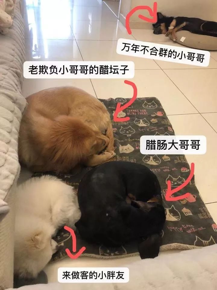 如果有一分钟的时间,让狗狗能听懂你说的话,你会说什么?