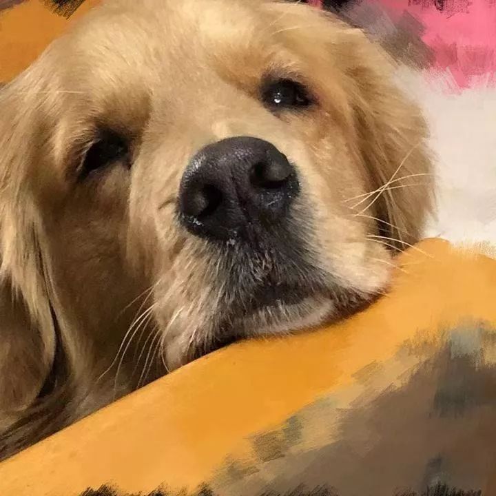 如果有一分钟的时间,让狗狗能听懂你说的话,你会说什么?