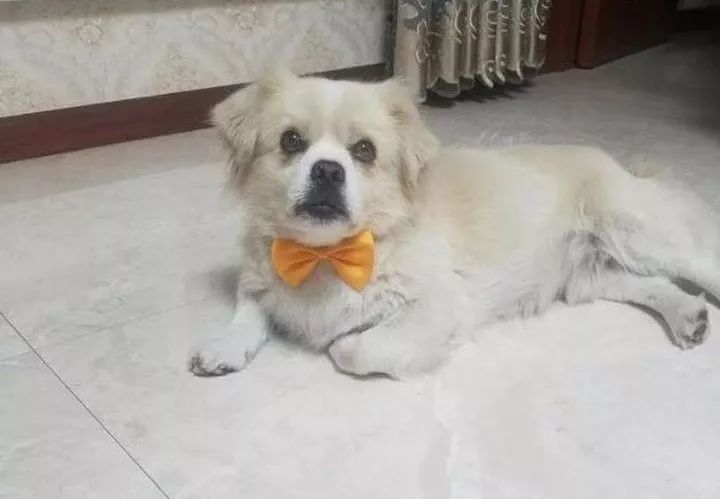 如果有一分钟的时间,让狗狗能听懂你说的话,你会说什么?