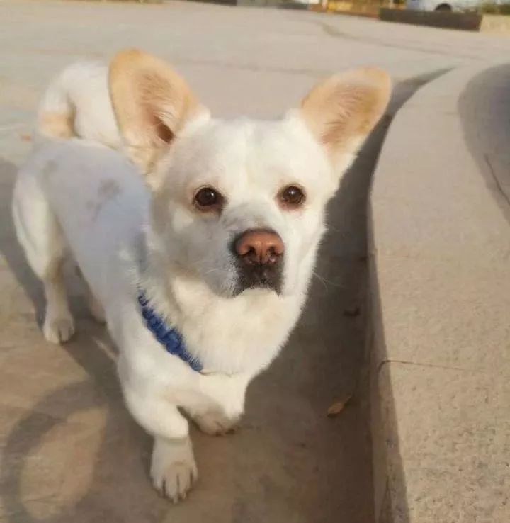 如果有一分钟的时间,让狗狗能听懂你说的话,你会说什么?