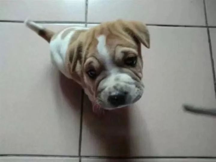 如果有一分钟的时间,让狗狗能听懂你说的话,你会说什么?